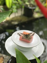 Close-up of small potted plant in pot