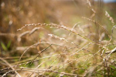 Close-up of dry plant on field