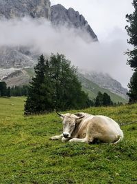 View of a horse on field