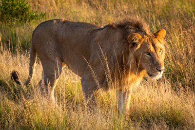 Male lion walks past along grassy track