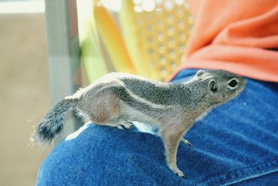 Close-up of squirrel sitting on person leg 