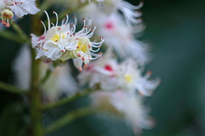 Close-up of white cherry blossom on tree