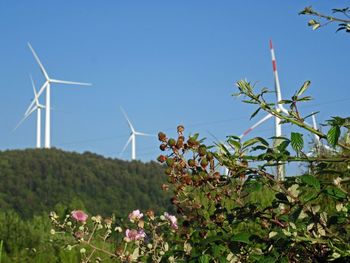 Flowering plants on field against sky