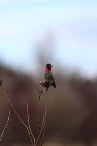 Close-up of hummingbird on plant