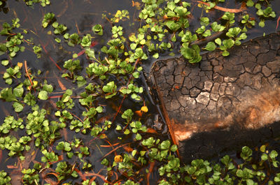 High angle view of plants growing in old water