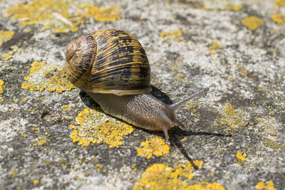 Close-up of a snail on cement