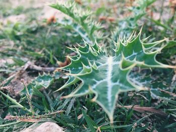 Close-up of fresh green plant