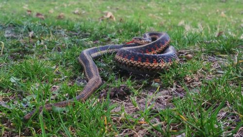 High angle view of snake on grass