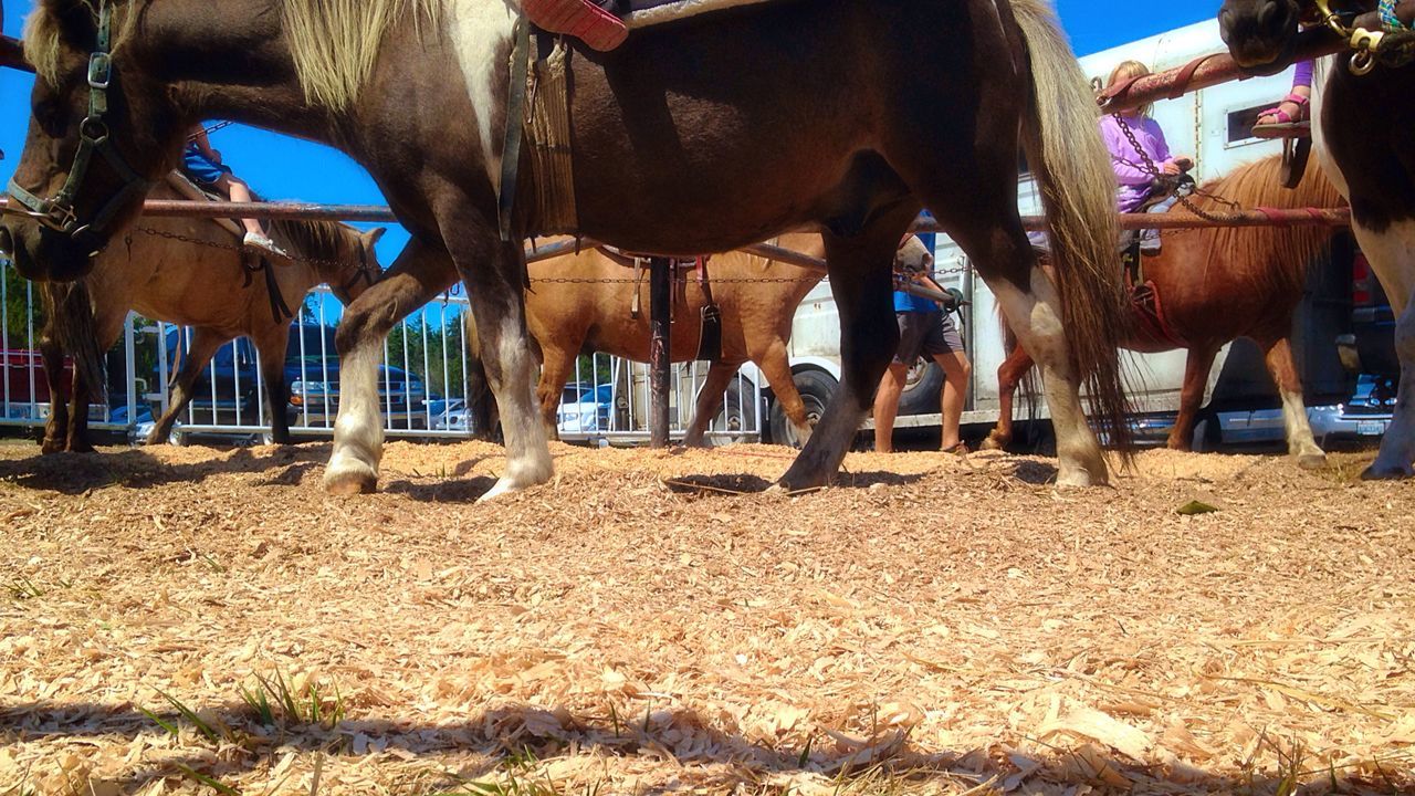 CLOSE-UP OF HORSE