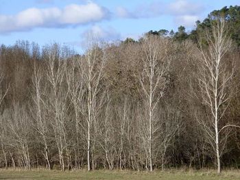 Bare trees on grassy field against cloudy sky