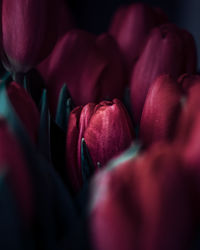 Close-up of pink tulips 