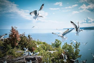 Seagulls flying over sea against sky