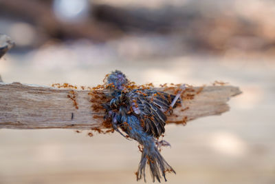 Close-up of insect on wood