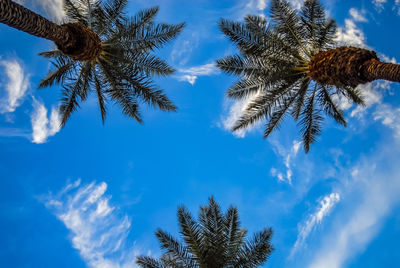 Palm trees seen from below against the blue sky with a few scattered white clouds