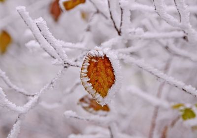 Close-up of snow on flower during winter