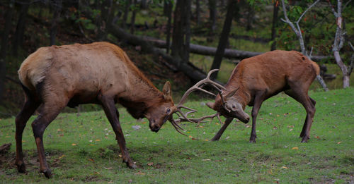 Deer standing on field in forest