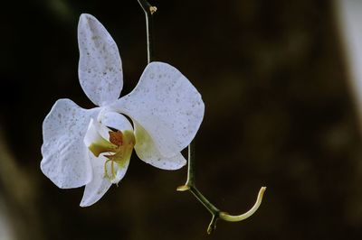 Close-up of white flowering plant