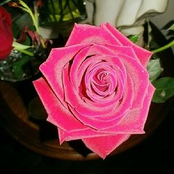 Close-up of pink rose