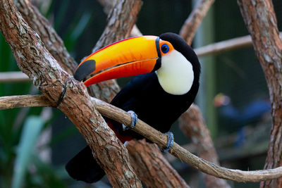 Close-up of bird perching on branch