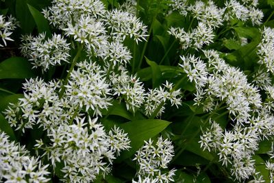 Full frame shot of flowering plants