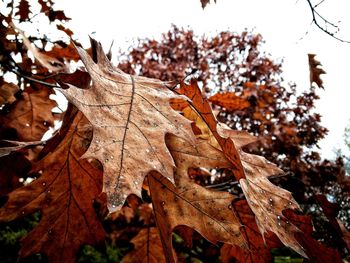 Low angle view of maple leaves against sky