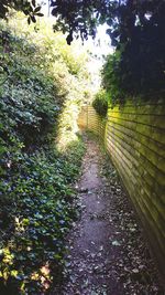 Footpath along trees