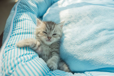 Close-up of kitten sitting on bed