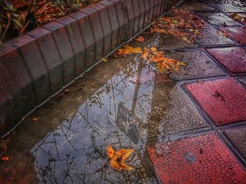 Reflection of trees in puddle