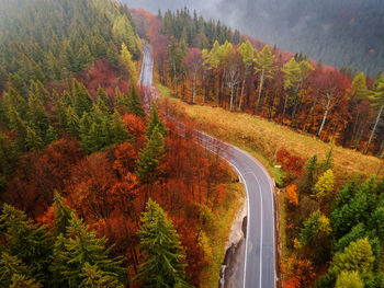 Road amidst trees in forest during autumn