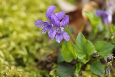 Close-up of purple flowering plant