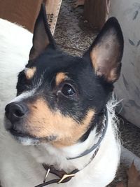 Close-up portrait of dog looking at camera