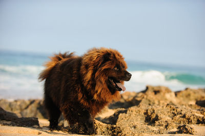 Dog on rock against sky