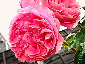 Close-up of pink rose