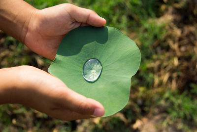 Close-up of hand holding leaf