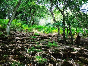 Trees in forest