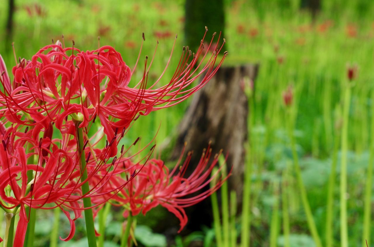 CLOSE-UP OF RED FLOWER