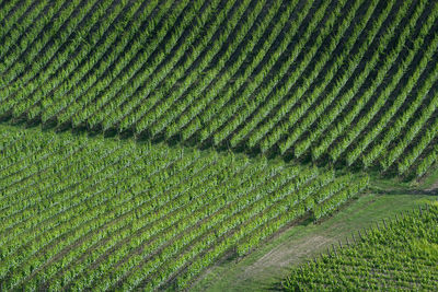 Full frame shot of corn field