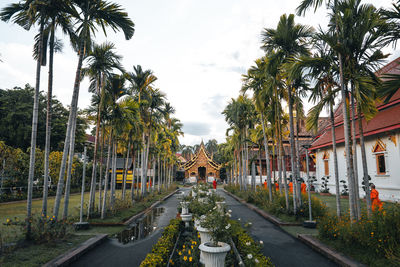 Road by palm trees and buildings against sky