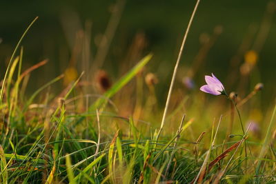 Close-up of purple crocus flowers on field