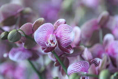 Close-up of pink phalaenopsis