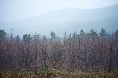 Trees in forest