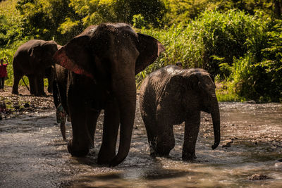 Elephant in a park