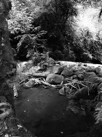 View of river in forest