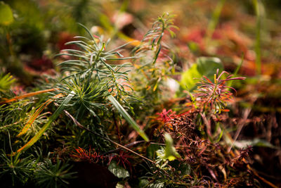 Close-up of plant