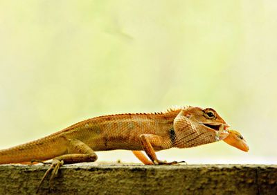 Close-up of a lizard