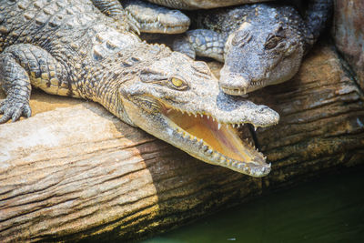 Close-up of crocodile on wood