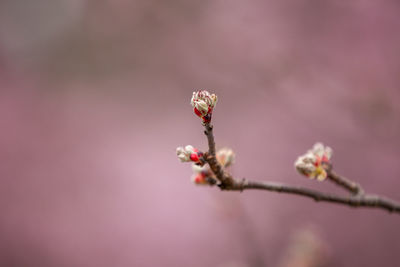 Close-up of pink cherry blossom