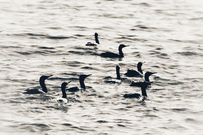 Ducks swimming in sea