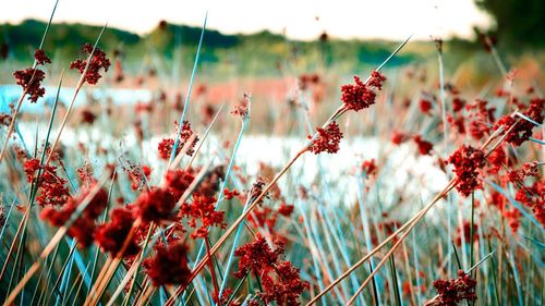 Close-up of red flowers