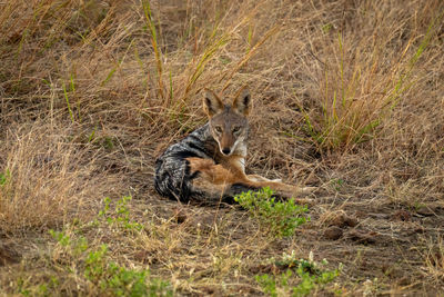 Black-backed jackal sits watching camera in grass